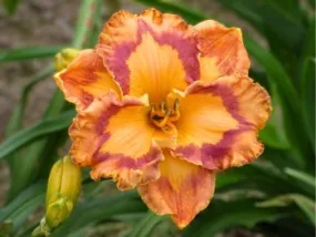 Corona Star (daylily)