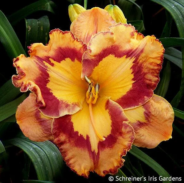 Corona Star (daylily)